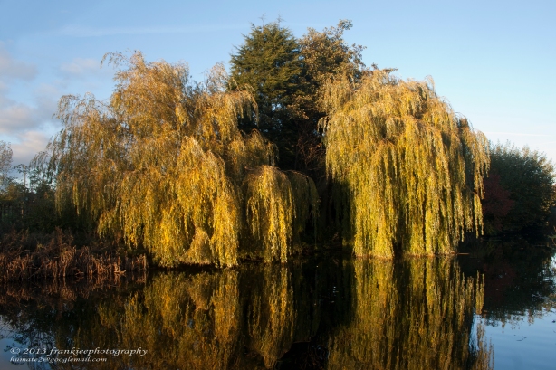 Cascading Willow